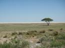 Camel-Thorn Tree, Etosha Park
